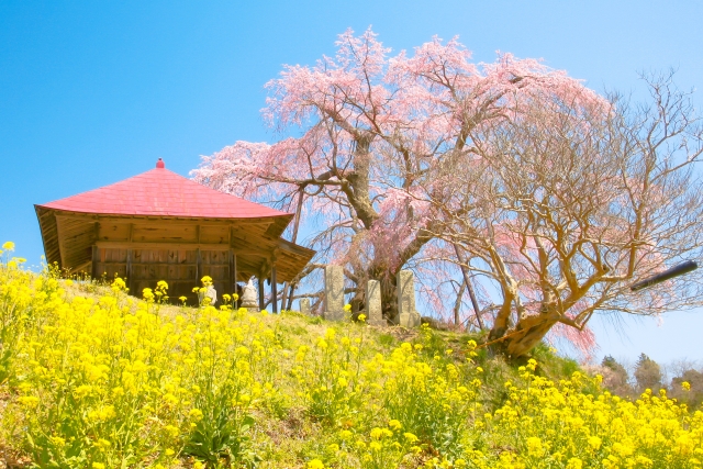 日本經典美景！三春瀧櫻，感受萬千櫻花妝點的瀑布風光