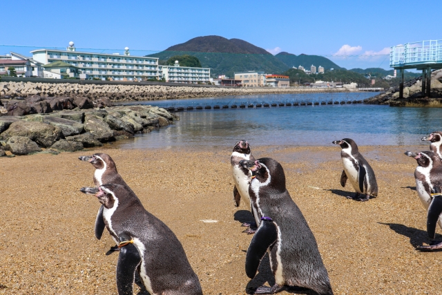 長崎企鵝水族館1